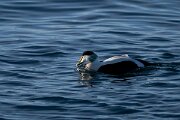 DPPhotography - Iceland - Common eider - Z