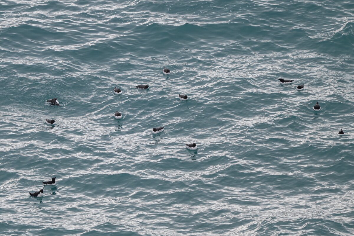 DPPhotography - Iceland - Common guillemot - N.jpg - Common guillemot flock and razorbills - Lóndrangar