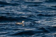 DPPhotography - Iceland - Common guillemot - C