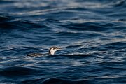 DPPhotography - Iceland - Common guillemot - D
