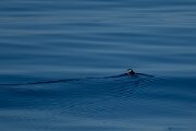 DPPhotography - Iceland - Common guillemot - H