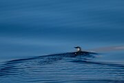 DPPhotography - Iceland - Common guillemot - K
