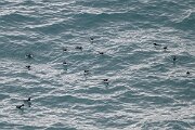 DPPhotography - Iceland - Common guillemot - N