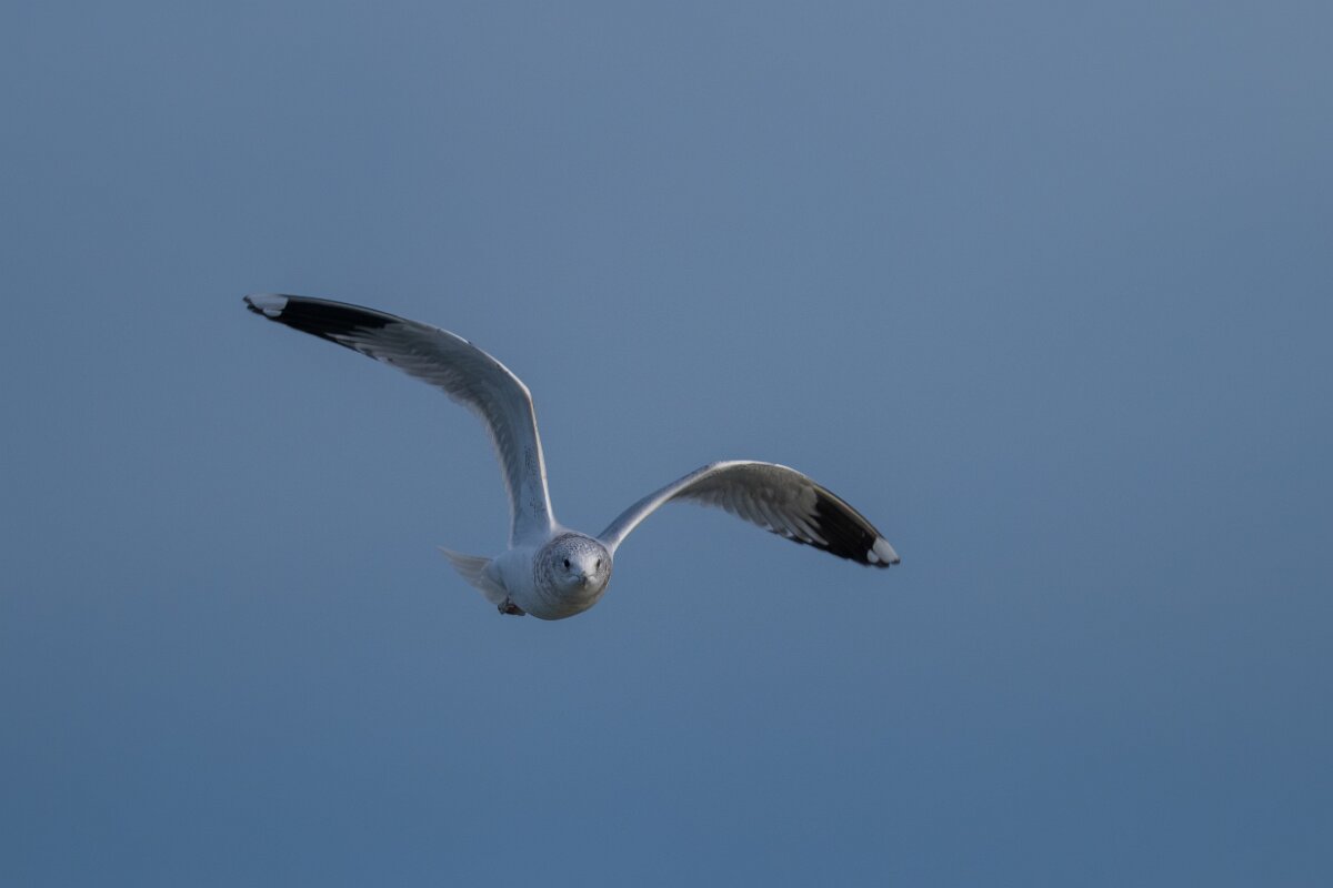 DPPhotography - Iceland - Common gull - D.jpg - Common gull, adult - Bakkatjörn