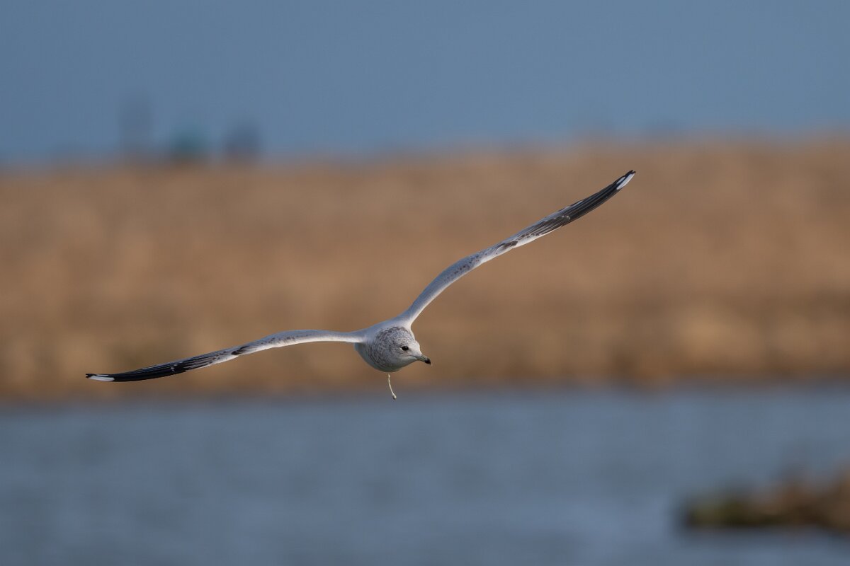 DPPhotography - Iceland - Common gull - F.jpg - Common gull, adult - Bakkatjörn