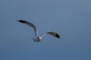 DPPhotography - Iceland - Common gull - D