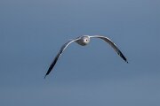 DPPhotography - Iceland - Common gull - E