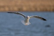 DPPhotography - Iceland - Common gull - G
