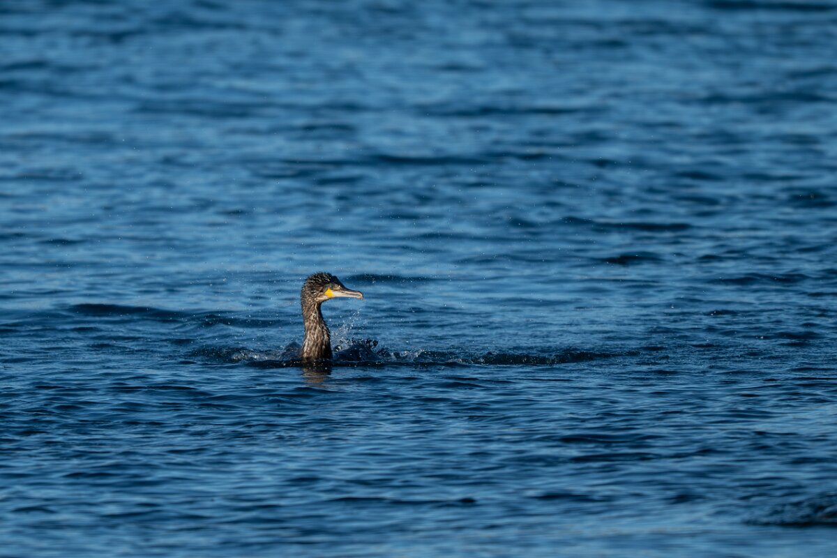 DPPhotography - Iceland - European shag - A.jpg - European shag - Húsavík harbour