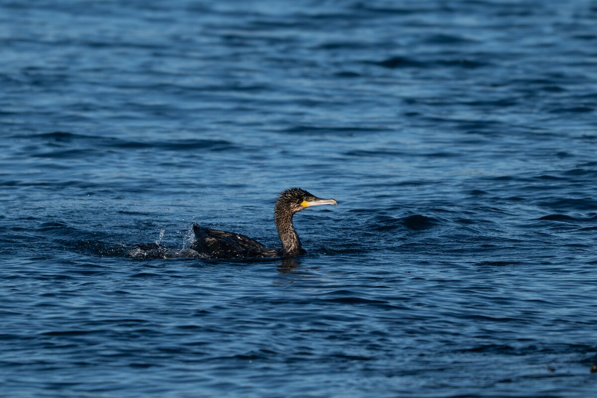 DPPhotography - Iceland - European shag - B.jpg - European shag - Húsavík harbour