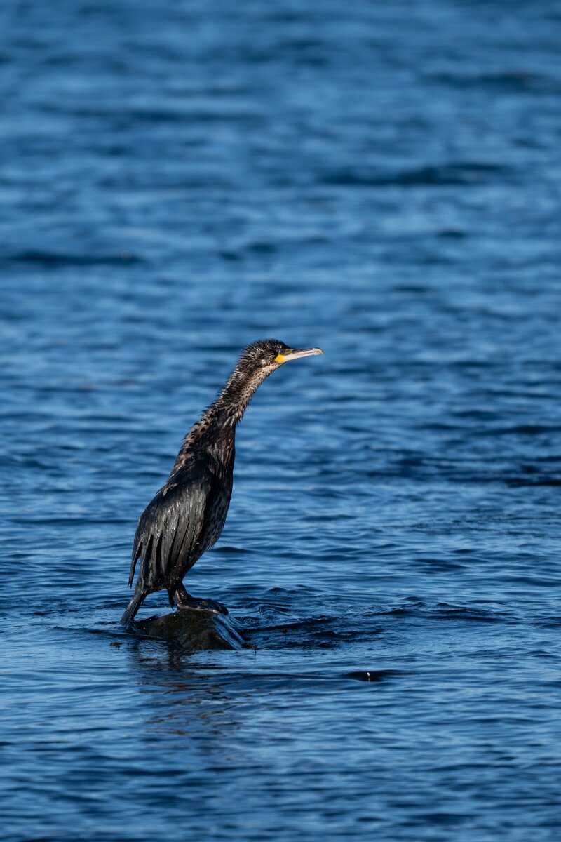 DPPhotography - Iceland - European shag - F.jpg - European shag - Húsavík harbour