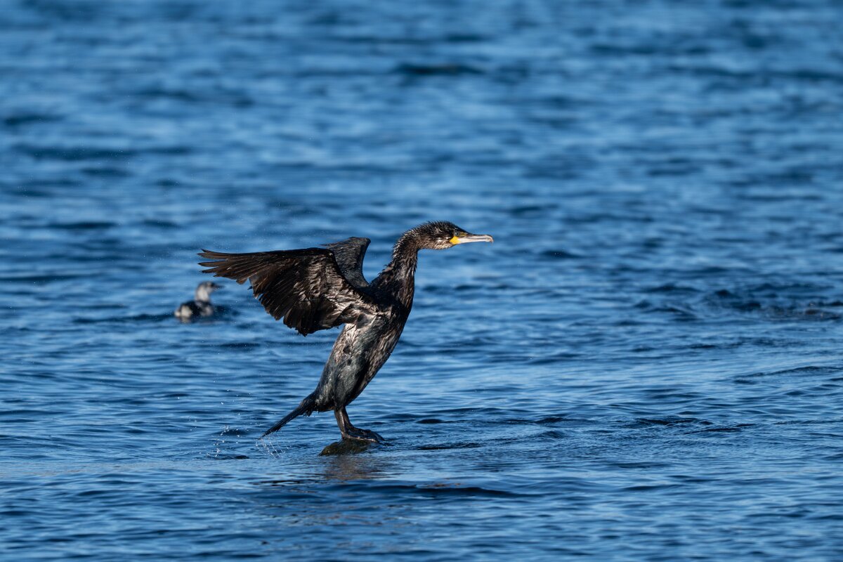 DPPhotography - Iceland - European shag - H.jpg - European shag - Húsavík harbour
