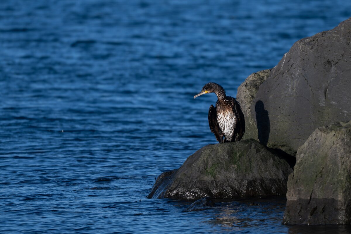 DPPhotography - Iceland - European shag - J.jpg - European shag - Húsavík harbour