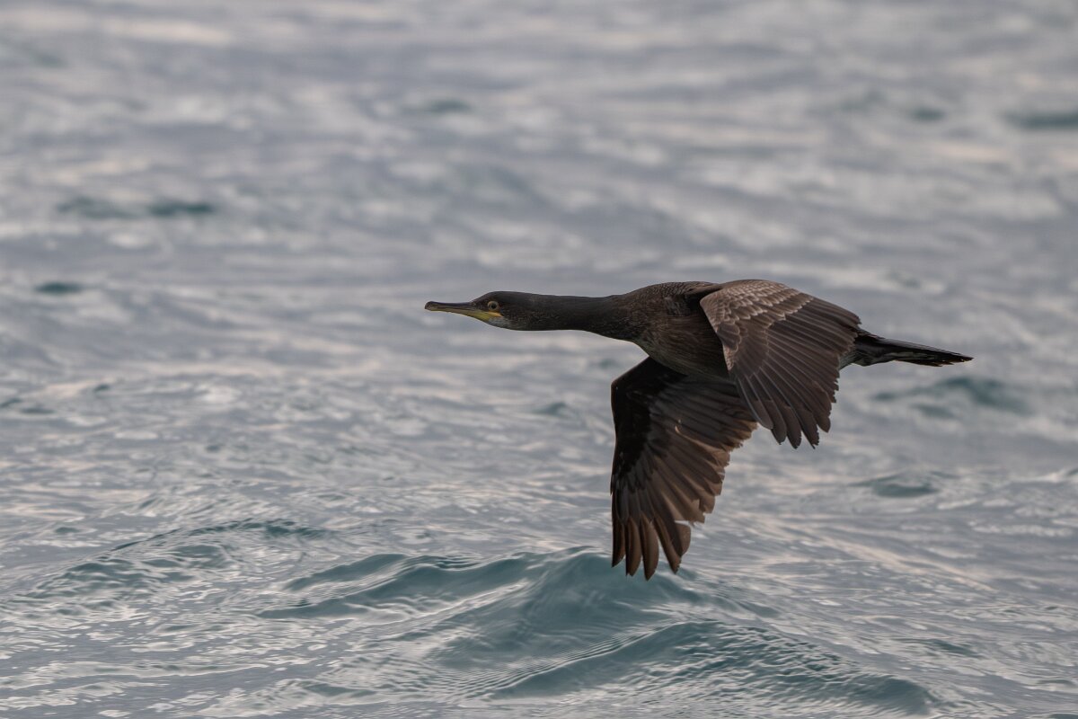 DPPhotography - Iceland - European shag - N.jpg - European shag - Ólafsvík