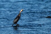 DPPhotography - Iceland - European shag - D