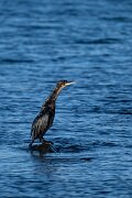 DPPhotography - Iceland - European shag - F