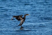 DPPhotography - Iceland - European shag - H