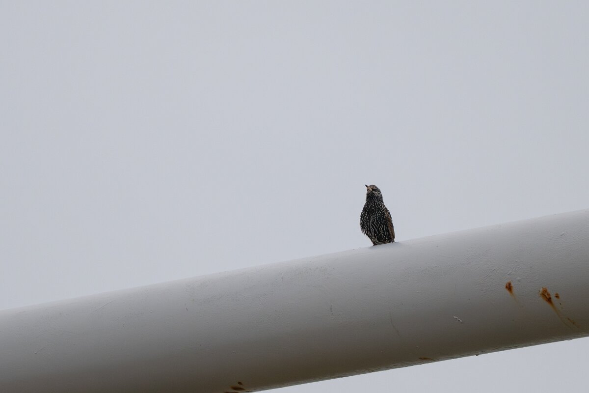 DPPhotography - Iceland - European starling - A.jpg - European starling - Akranes