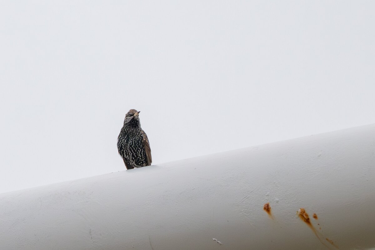 DPPhotography - Iceland - European starling - B.jpg - European starling - Akranes