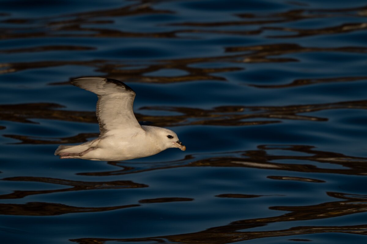 DPPhotography - Iceland - Fulmar - AD.jpg - Fulmar - Húsavík harbour
