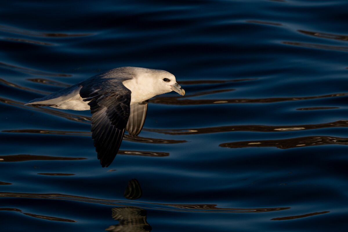 DPPhotography - Iceland - Fulmar - AI.jpg - Fulmar - Húsavík harbour