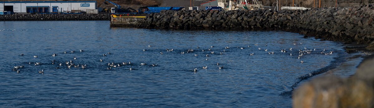 DPPhotography - Iceland - Fulmar - AJ.jpg - Fulmar flock - Húsavík harbour