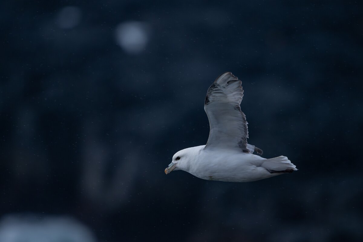 DPPhotography - Iceland - Fulmar - AM.jpg - Fulmar - Lóndrangar