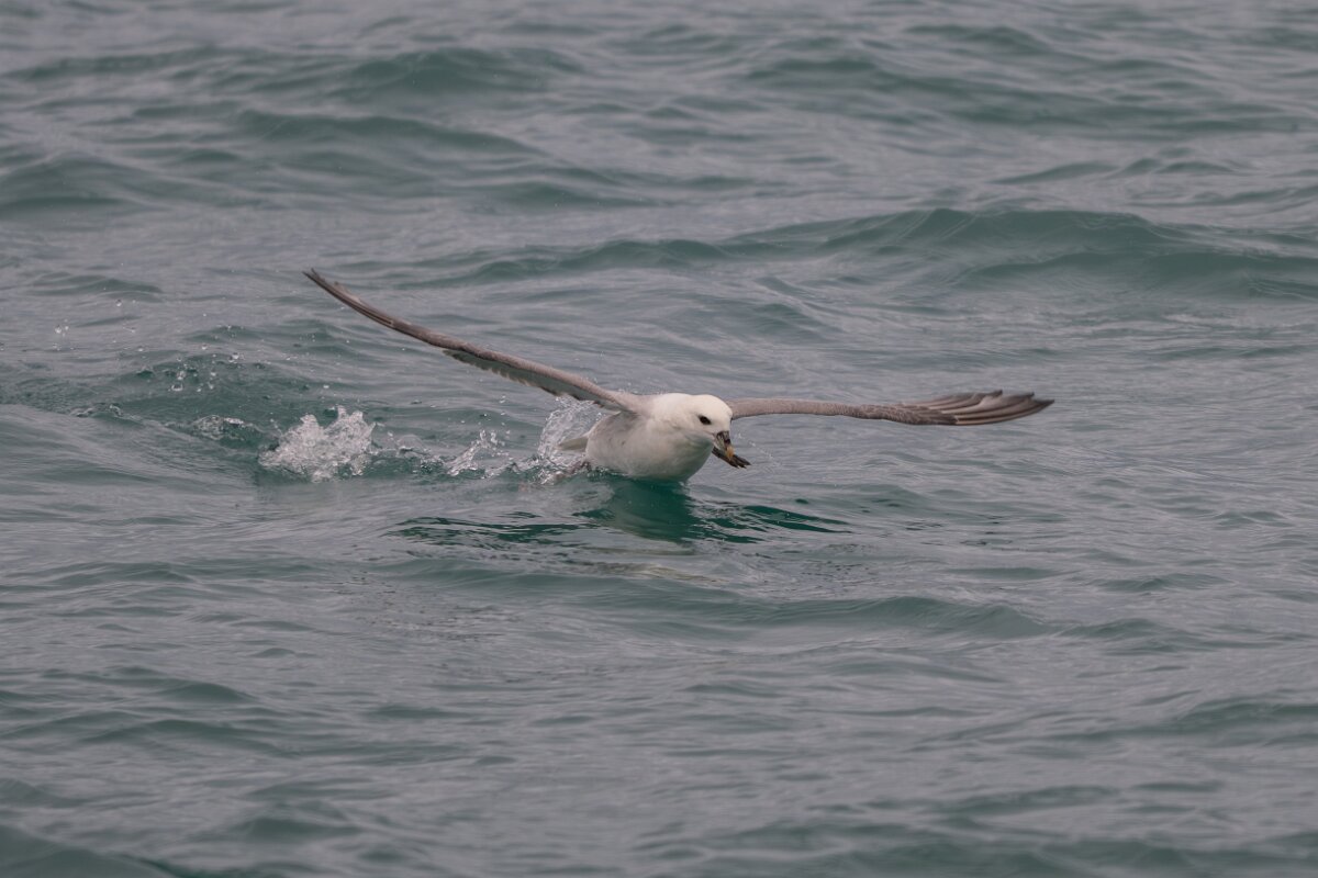DPPhotography - Iceland - Fulmar - AP.jpg - Fulmar - Ólafsvík