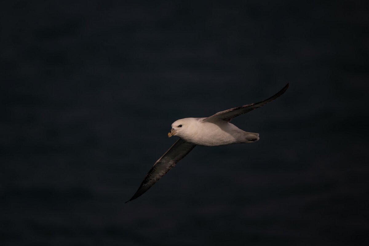 DPPhotography - Iceland - Fulmar - AQ.jpg - Fulmar - Ólafsvík