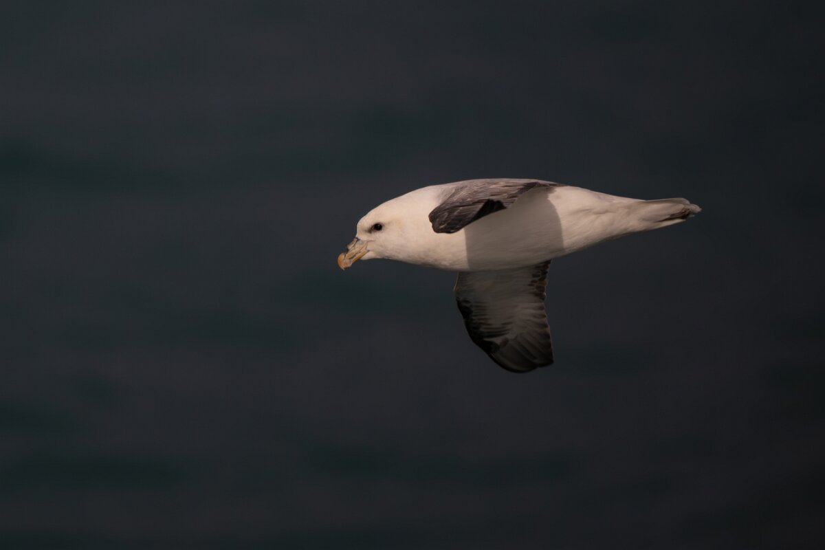 DPPhotography - Iceland - Fulmar - AR.jpg - Fulmar - Ólafsvík