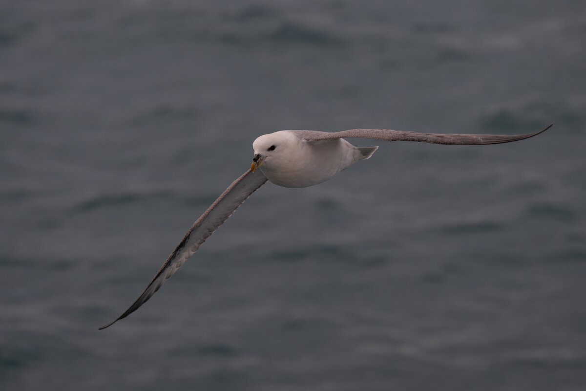 DPPhotography - Iceland - Fulmar - AT.jpg - Fulmar - Ólafsvík