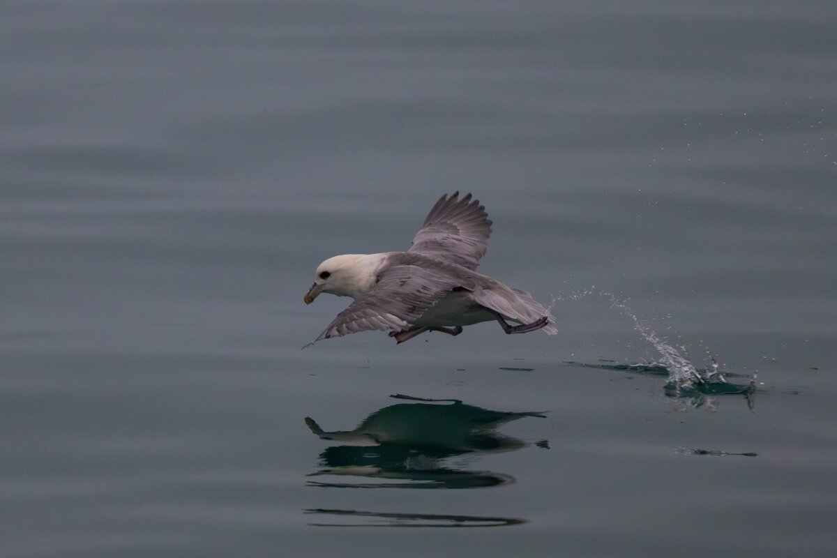 DPPhotography - Iceland - Fulmar - BC.jpg - Fulmar taking off - Reykjavík sea front