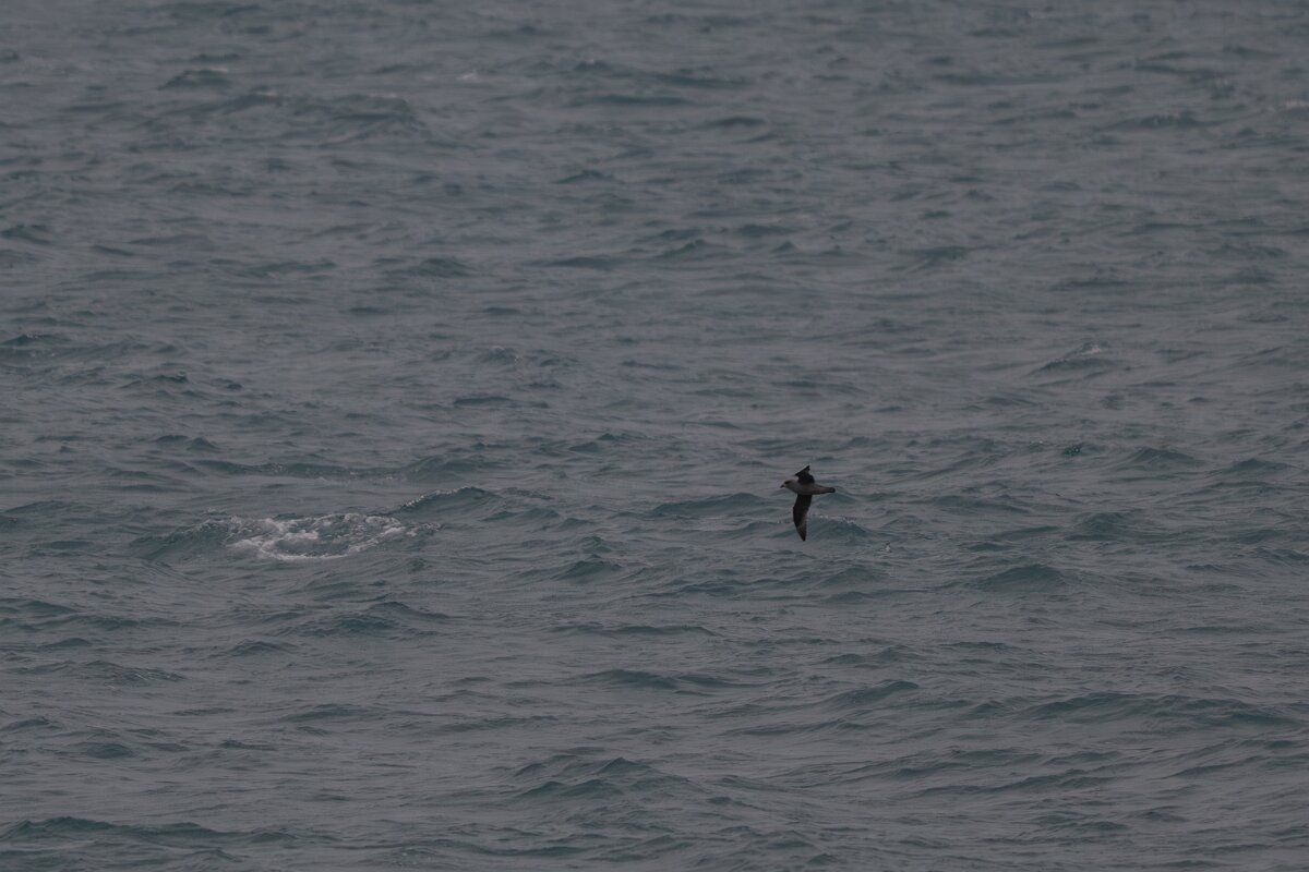 DPPhotography - Iceland - Fulmar - H.jpg - Fulmar, dark morph - Faxaflói Bay