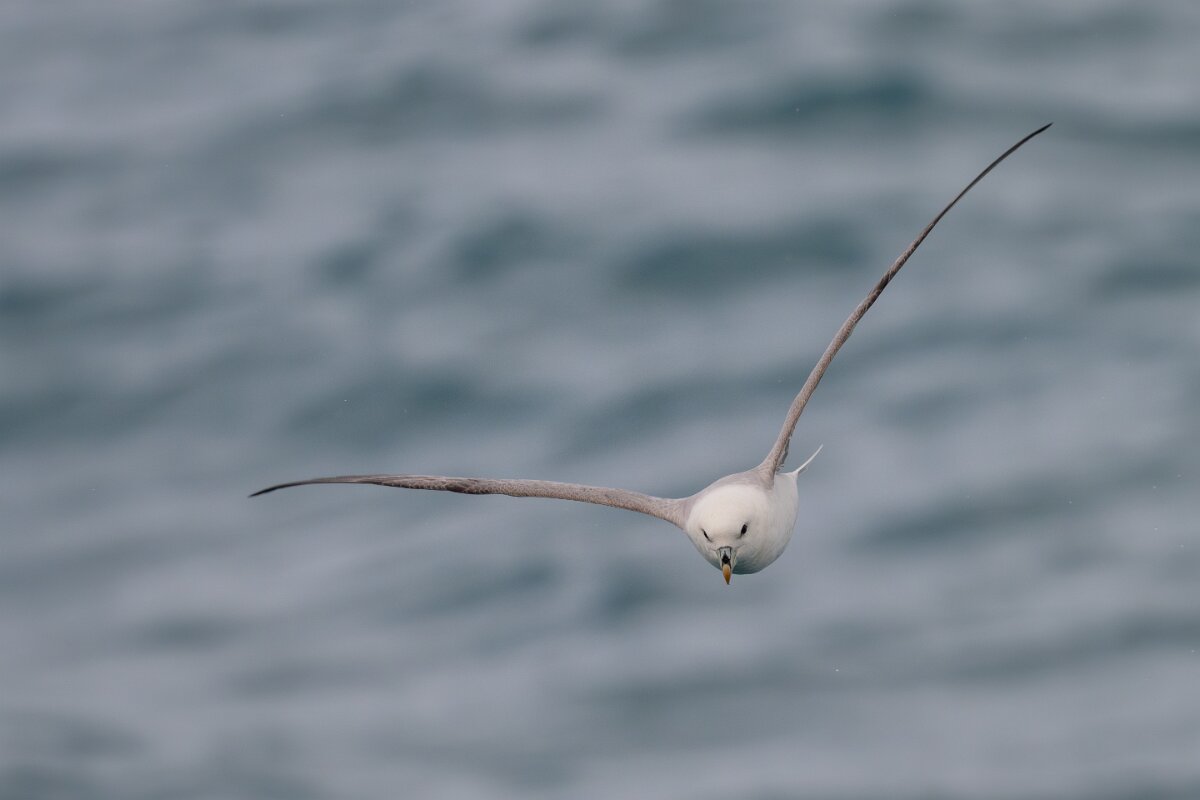 DPPhotography - Iceland - Fulmar - L.jpg - Fulmar - Faxaflói Bay