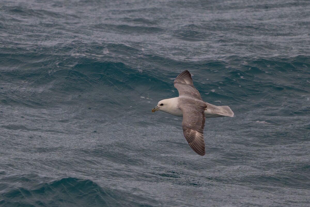 DPPhotography - Iceland - Fulmar - M.jpg - Fulmar - Faxaflói Bay
