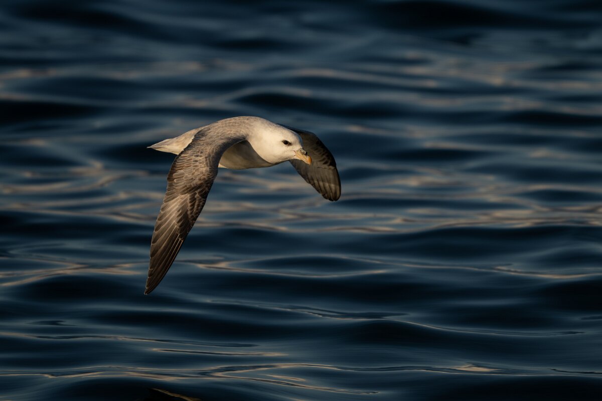 DPPhotography - Iceland - Fulmar - P.jpg - Fulmar - Húsavík harbour