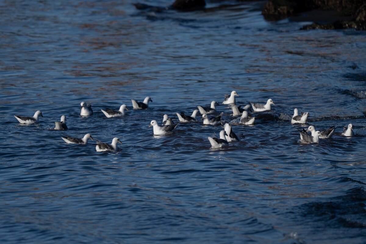 DPPhotography - Iceland - Fulmar - Q.jpg - Fulmar flock - Húsavík harbour