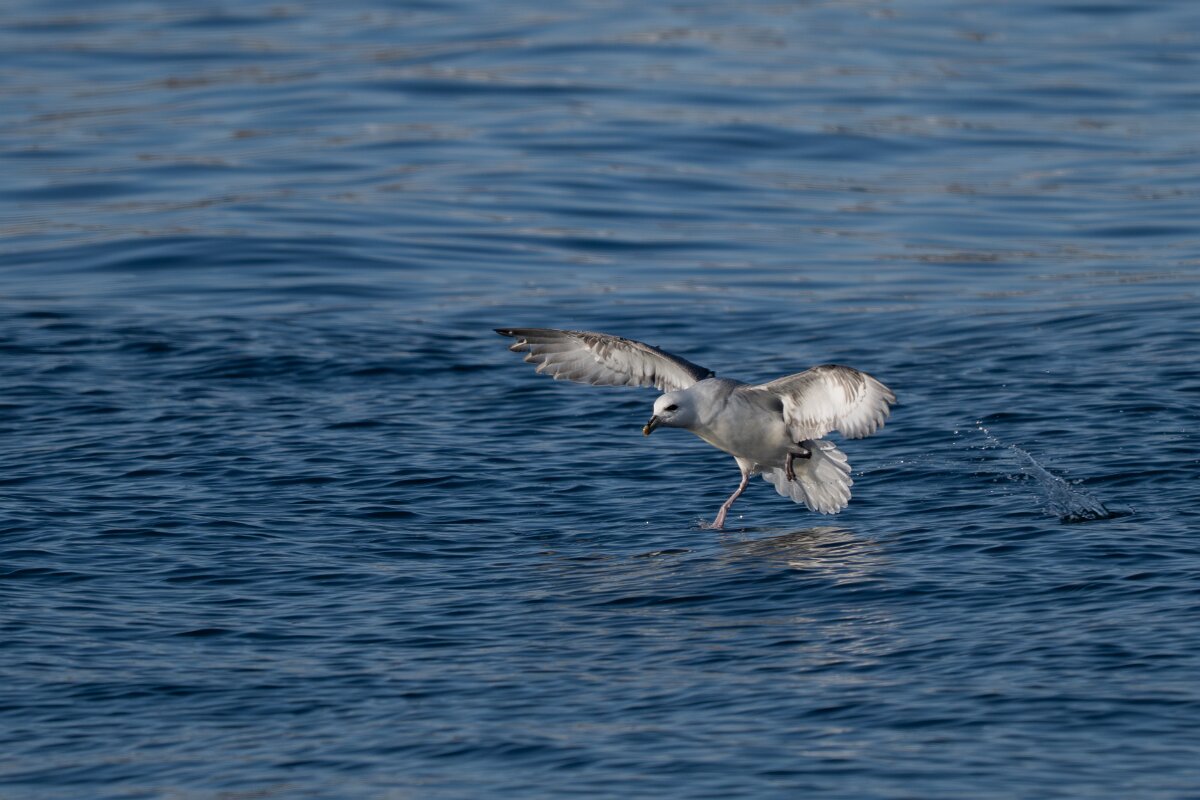 DPPhotography - Iceland - Fulmar - R.jpg - Fulmar - Húsavík harbour