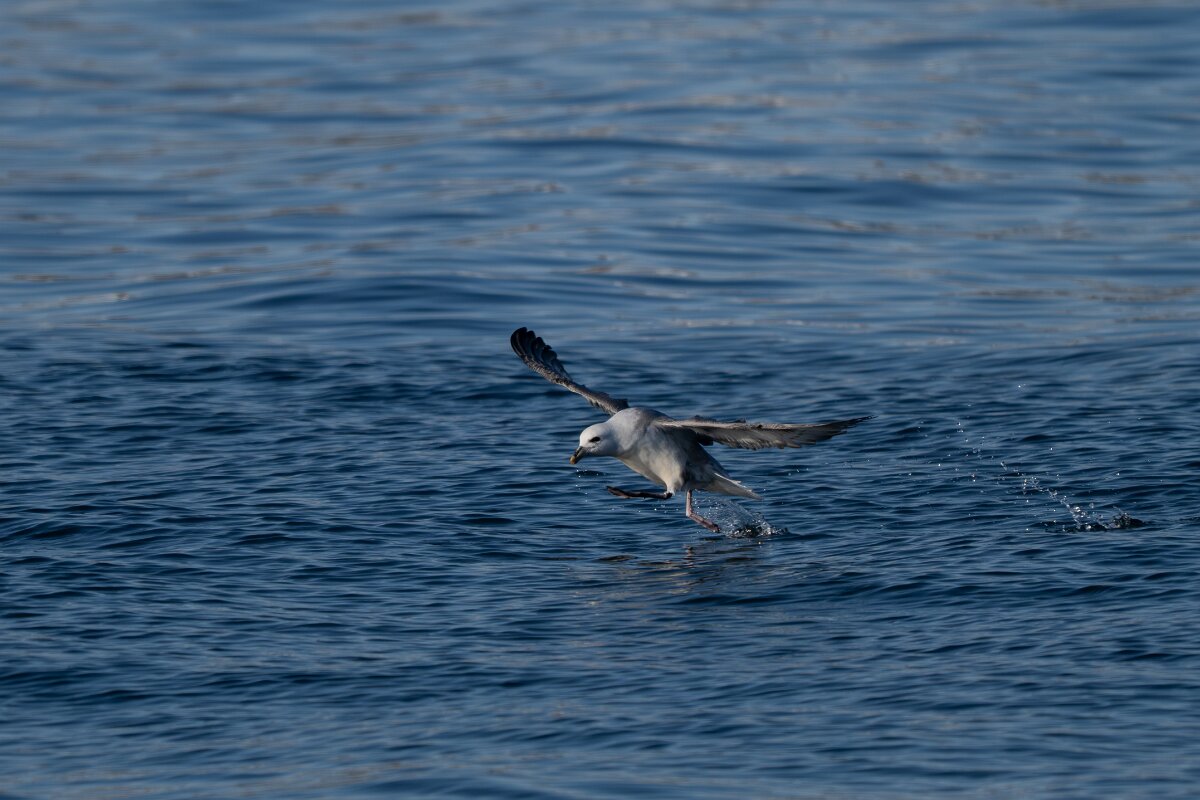 DPPhotography - Iceland - Fulmar - S.jpg - Fulmar - Húsavík harbour