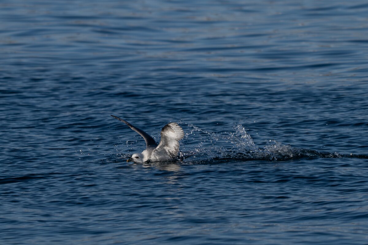 DPPhotography - Iceland - Fulmar - T.jpg - Fulmar - Húsavík harbour