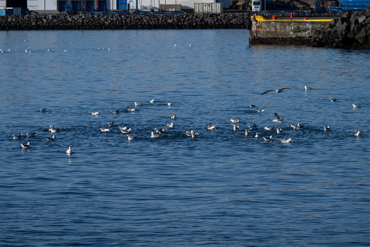 DPPhotography - Iceland - Fulmar - W.jpg - Fulmar flock - Húsavík harbour