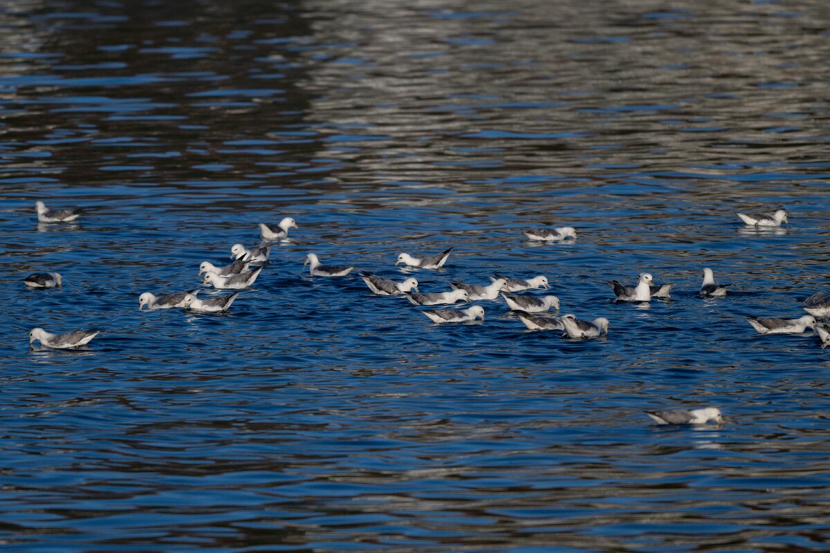 DPPhotography - Iceland - Fulmar - Z.jpg - Fulmar flock - Húsavík harbour
