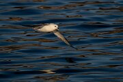 DPPhotography - Iceland - Fulmar - AA