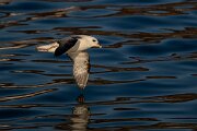 DPPhotography - Iceland - Fulmar - AC