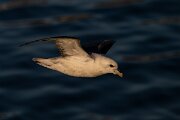 DPPhotography - Iceland - Fulmar - AF