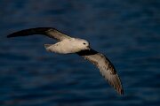 DPPhotography - Iceland - Fulmar - AG