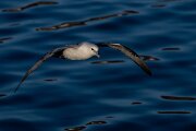 DPPhotography - Iceland - Fulmar - AH