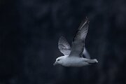 DPPhotography - Iceland - Fulmar - AL