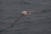 DPPhotography - Iceland - Fulmar - AT