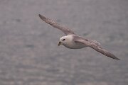 DPPhotography - Iceland - Fulmar - AW